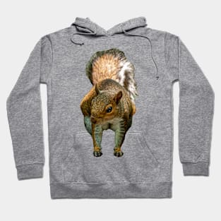 Grey Squirrel Hoodie